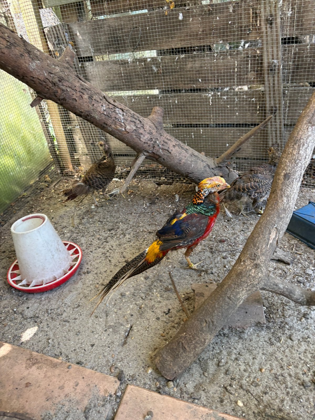 Goudfazanten, Meerdere dieren, Kip