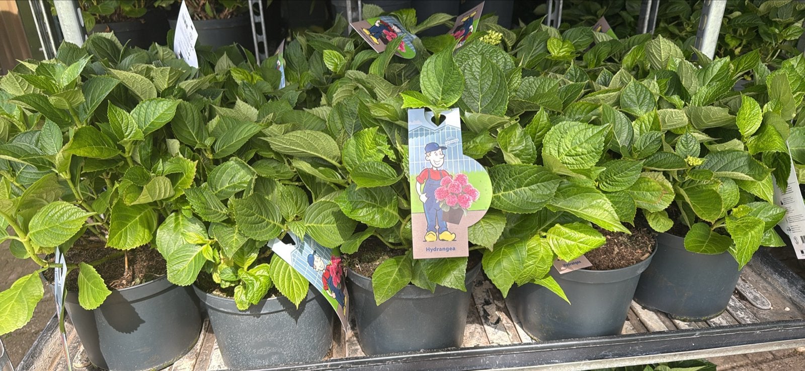 Roze Boerenhortensia - Hydrangea Macrophylla, Vaste plant, Halfschaduw, Zomer, Ophalen