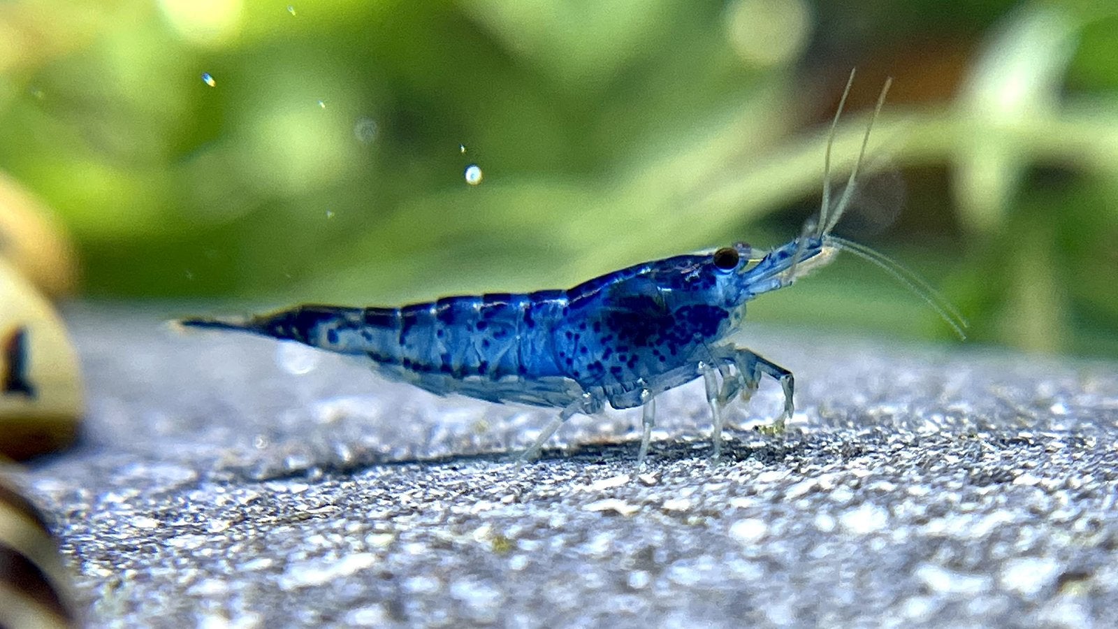 🦐 Blauwe garnalen (Neocaridina), Dieren en Toebehoren, Kreeft, Krab of Garnaal