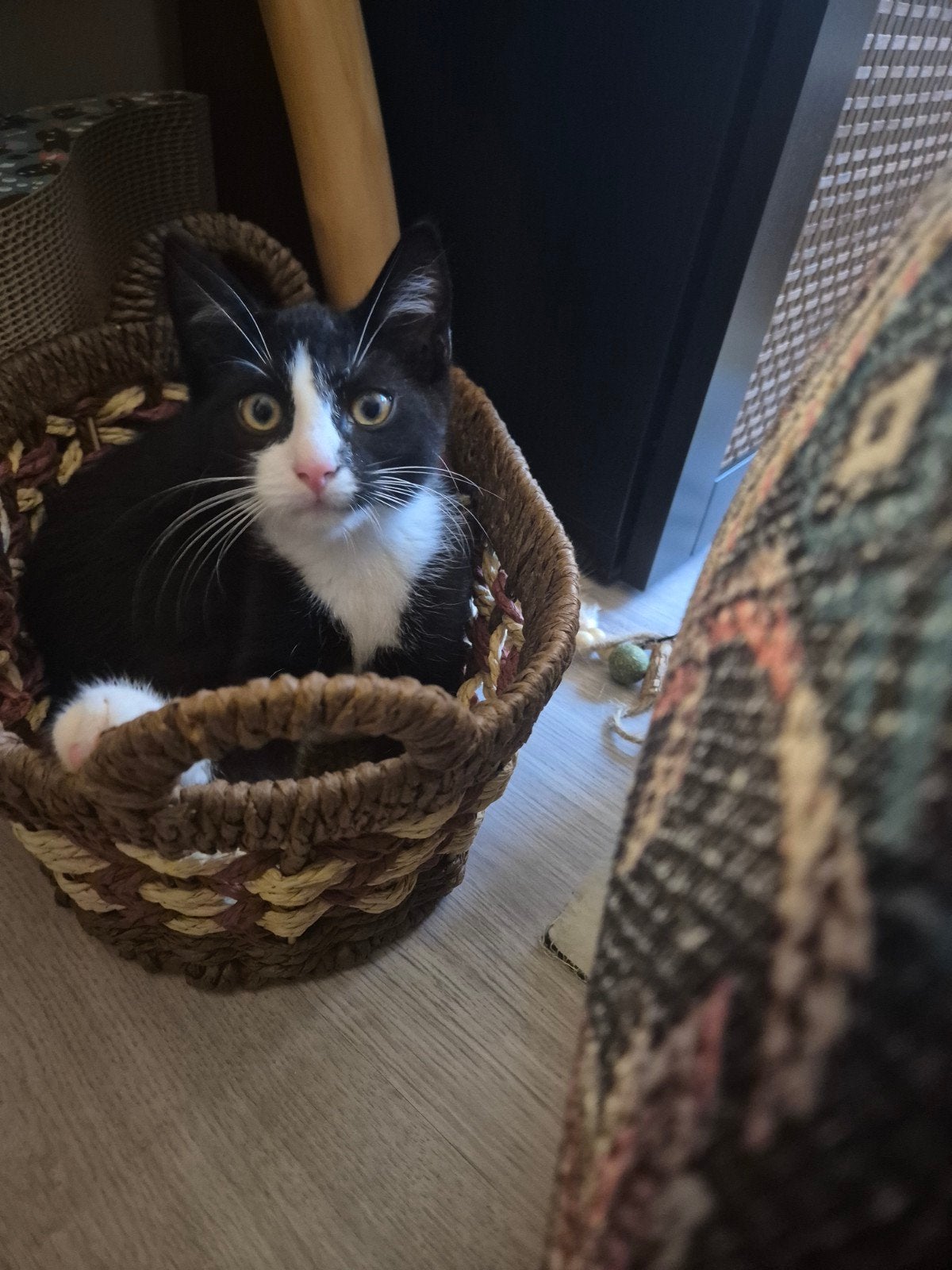 kitten, Kater