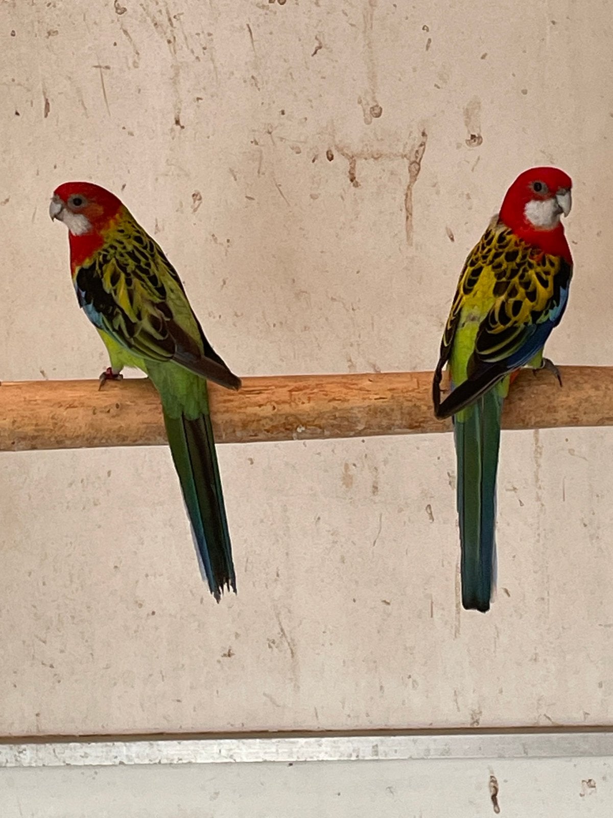Koppel Rosella s van 23, Dieren en Toebehoren, Vogels | Parkieten en Papegaaien, Meerdere dieren, Parkiet, Geringd