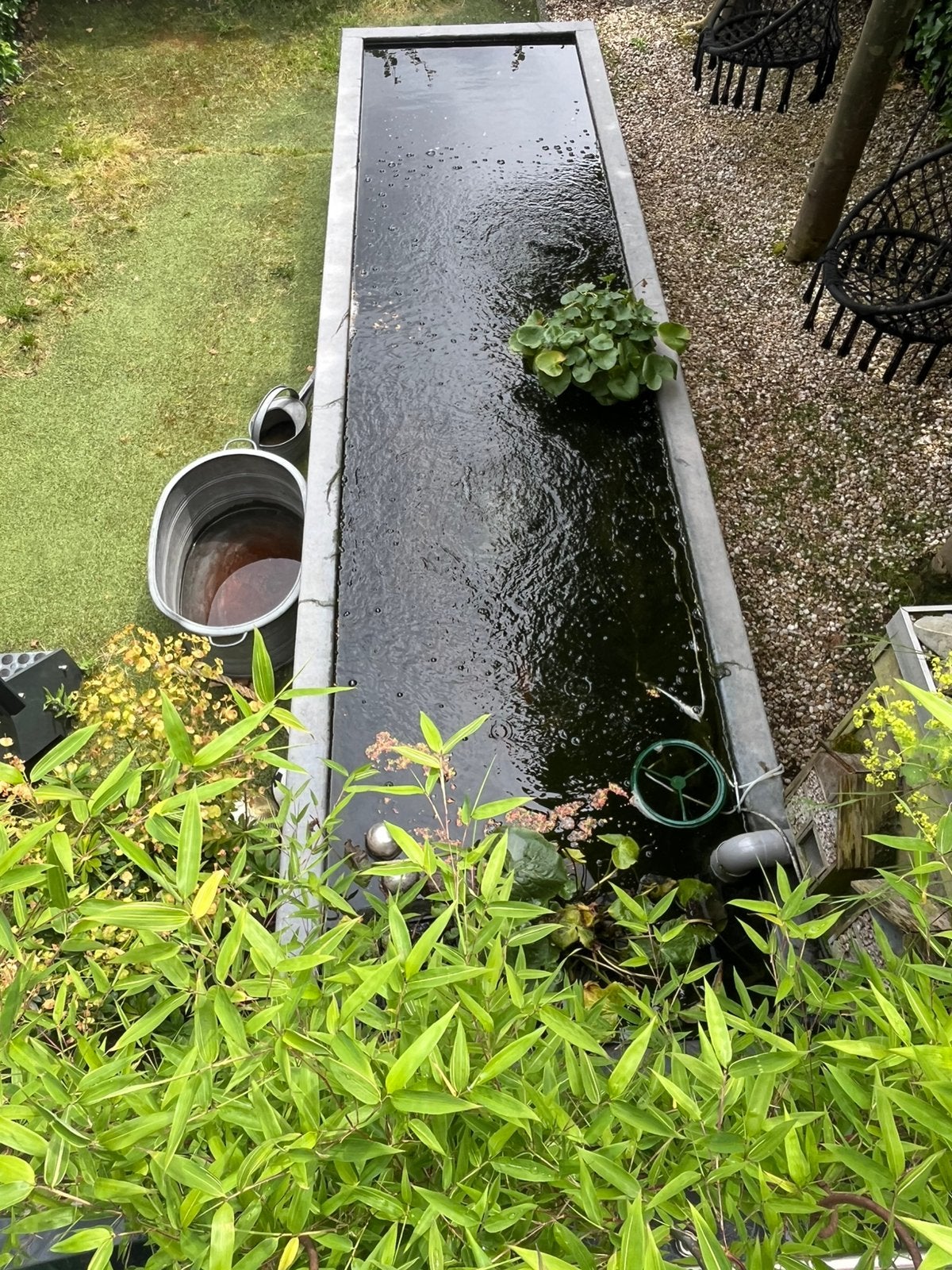 3 Koi karpers ruim 50cm samen te koop, Ophalen