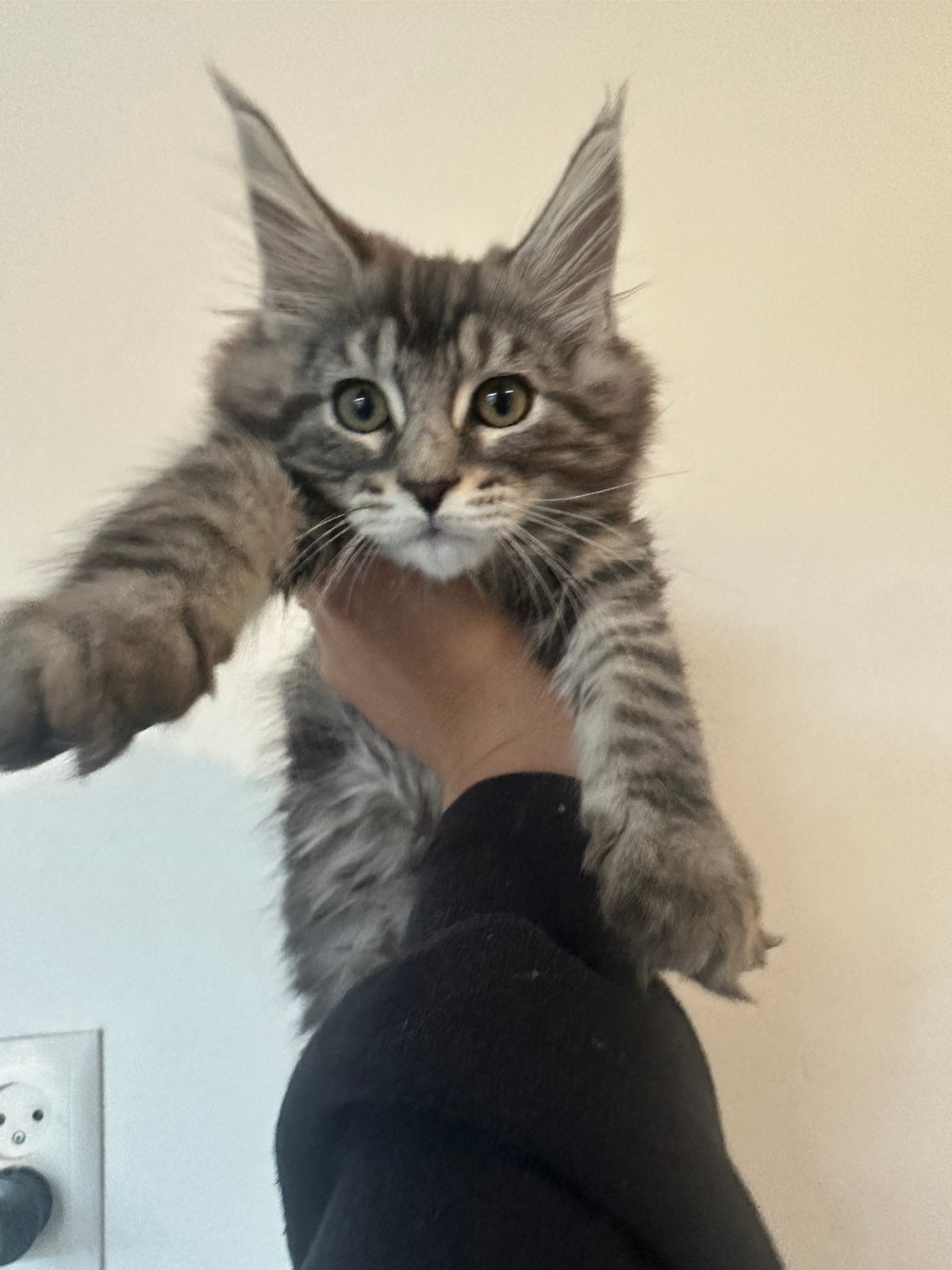 Aller liefste Maine Coon kittens, Meerdere dieren, Ontwormd