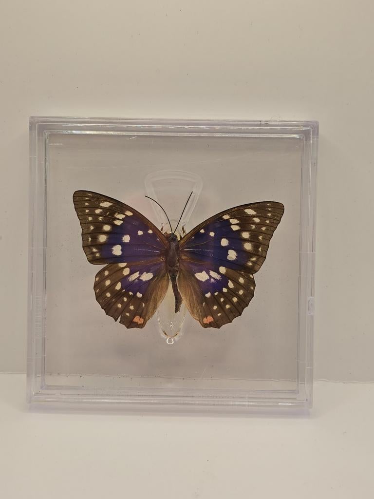Geprepareerde vlinder in displaybox 11x11 cm, Verzamelen, Ophalen of Verzenden, Nieuw, Insect, Opgezet dier