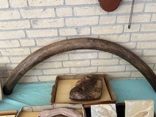 MAMMOETSLAGTAND GAAF 1M 50    3500 EURO, Ophalen of Verzenden, Fossiel