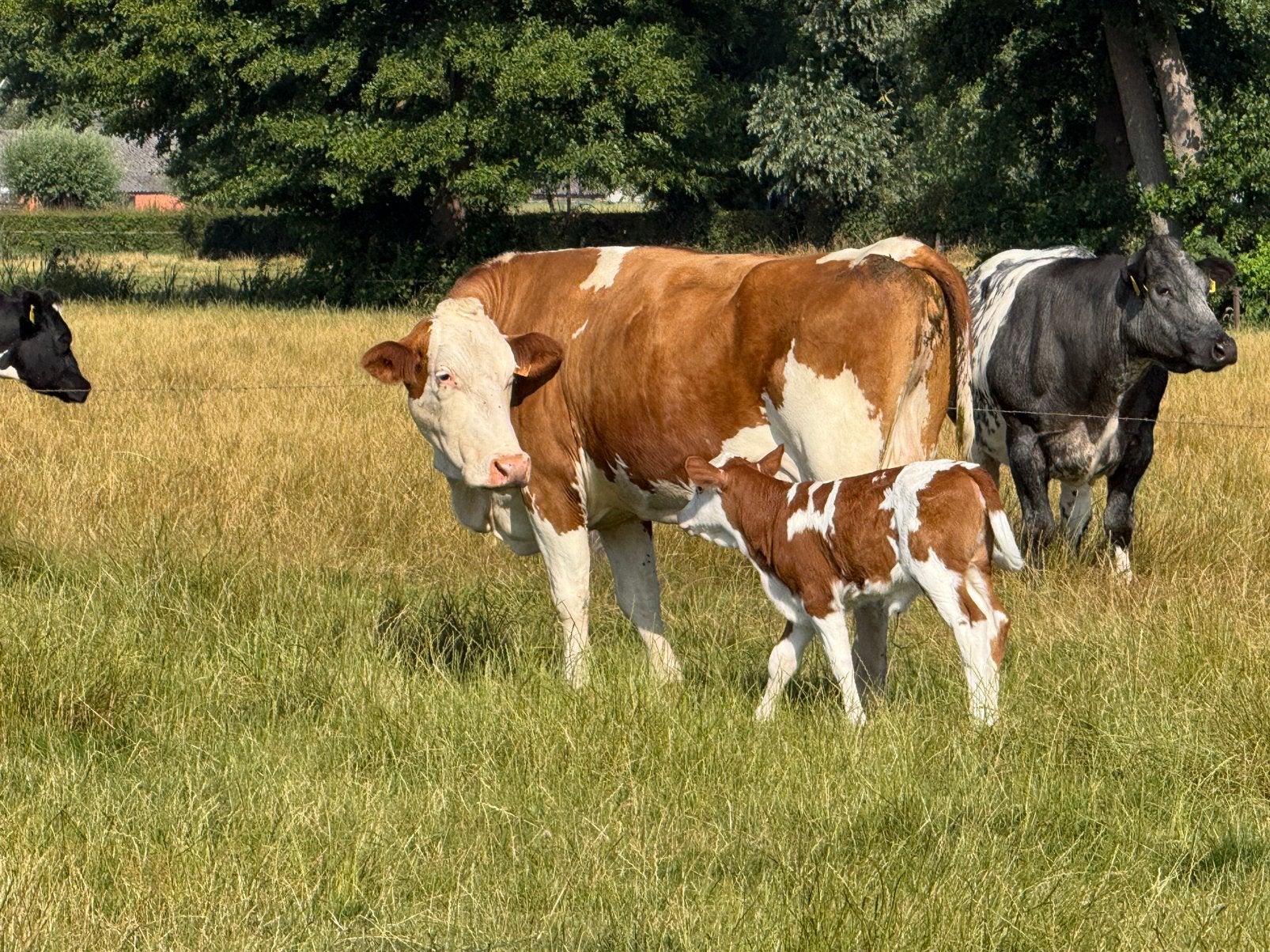Flekvieh zoogstel met vaarskalf te koop, Dieren en Toebehoren, Mannelijk