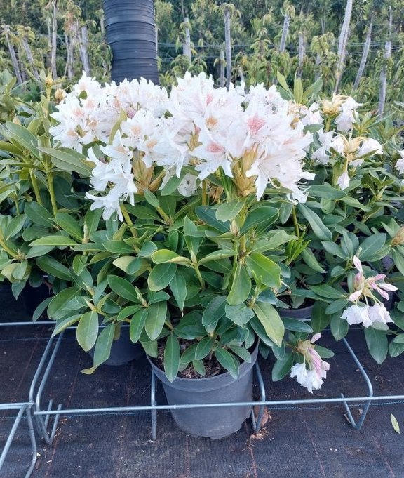 Rhododendron in verschillende kleuren, Vaste plant, Halfschaduw, Lente, Ophalen