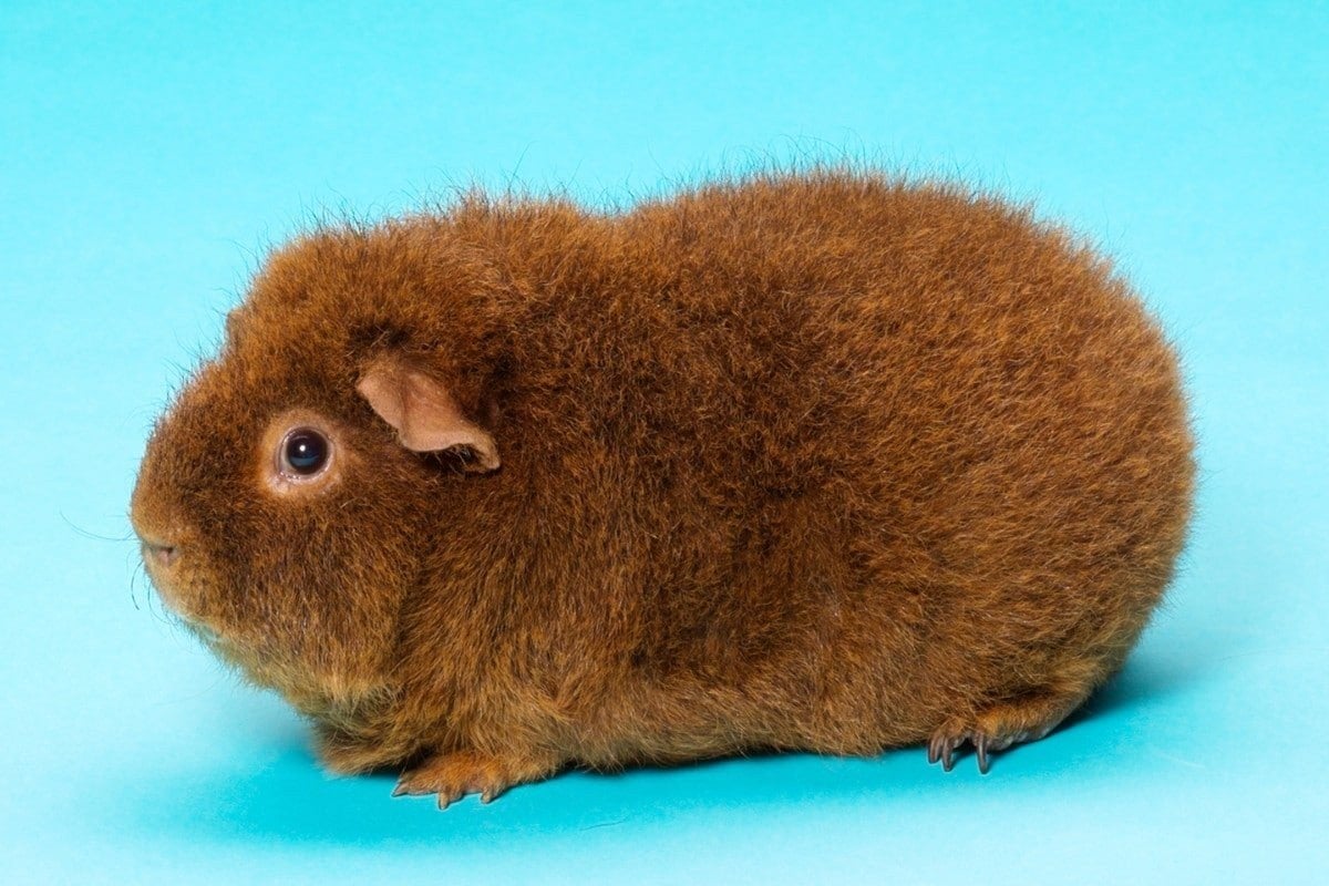 Rex Cavia GEZOCHT, Dieren en Toebehoren, Knaagdieren, Januari, Mannelijk, Cavia