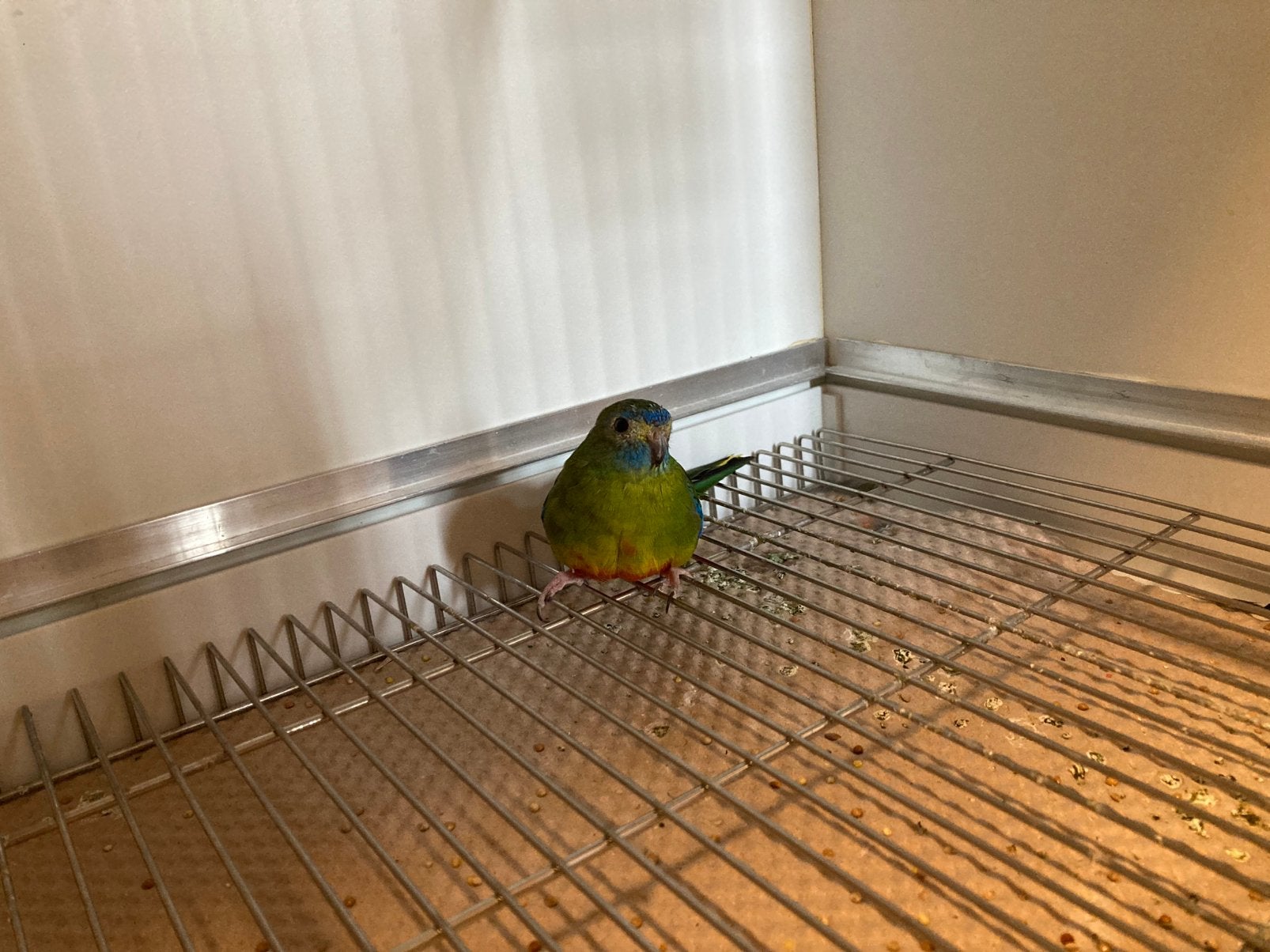 Turquoisine parkiet, Dieren en Toebehoren, Vogels | Overige Vogels, Geslacht onbekend