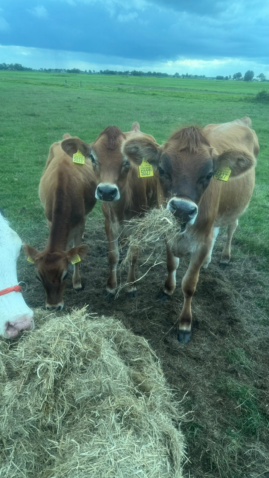 Te koop drie jersey vaarskalven van 8 t/ 10 mnd, Vrouwelijk, 0 tot 2 jaar