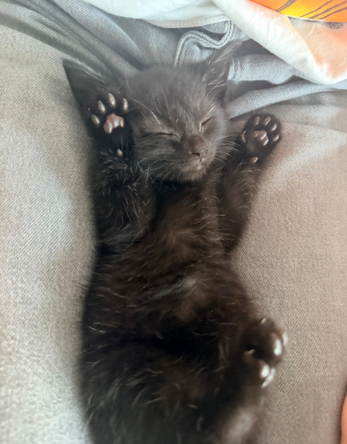 Kitten