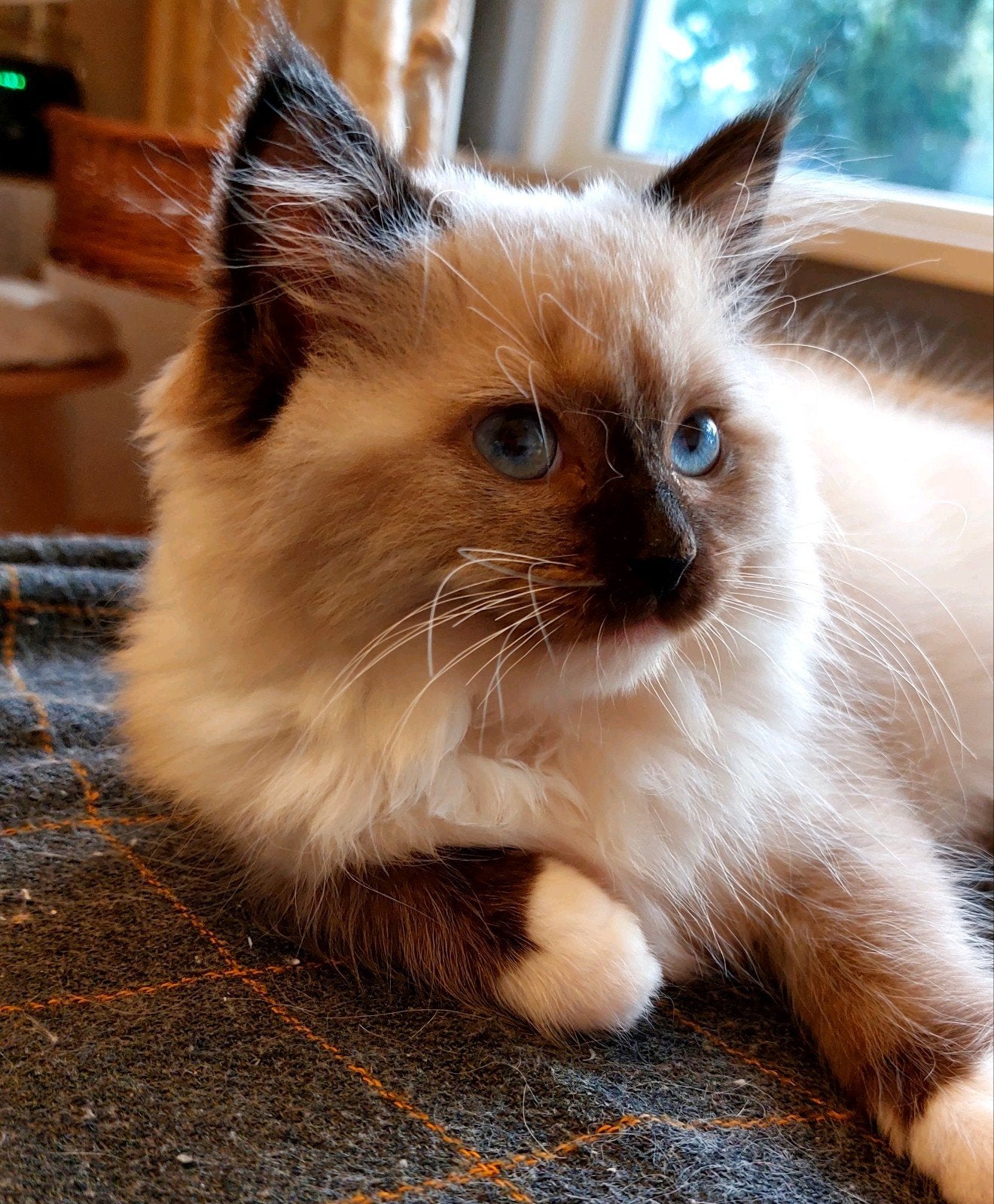 2 Ragdoll kittens met stamboom, Meerdere dieren, Met stamboom, 0 tot 2 jaar