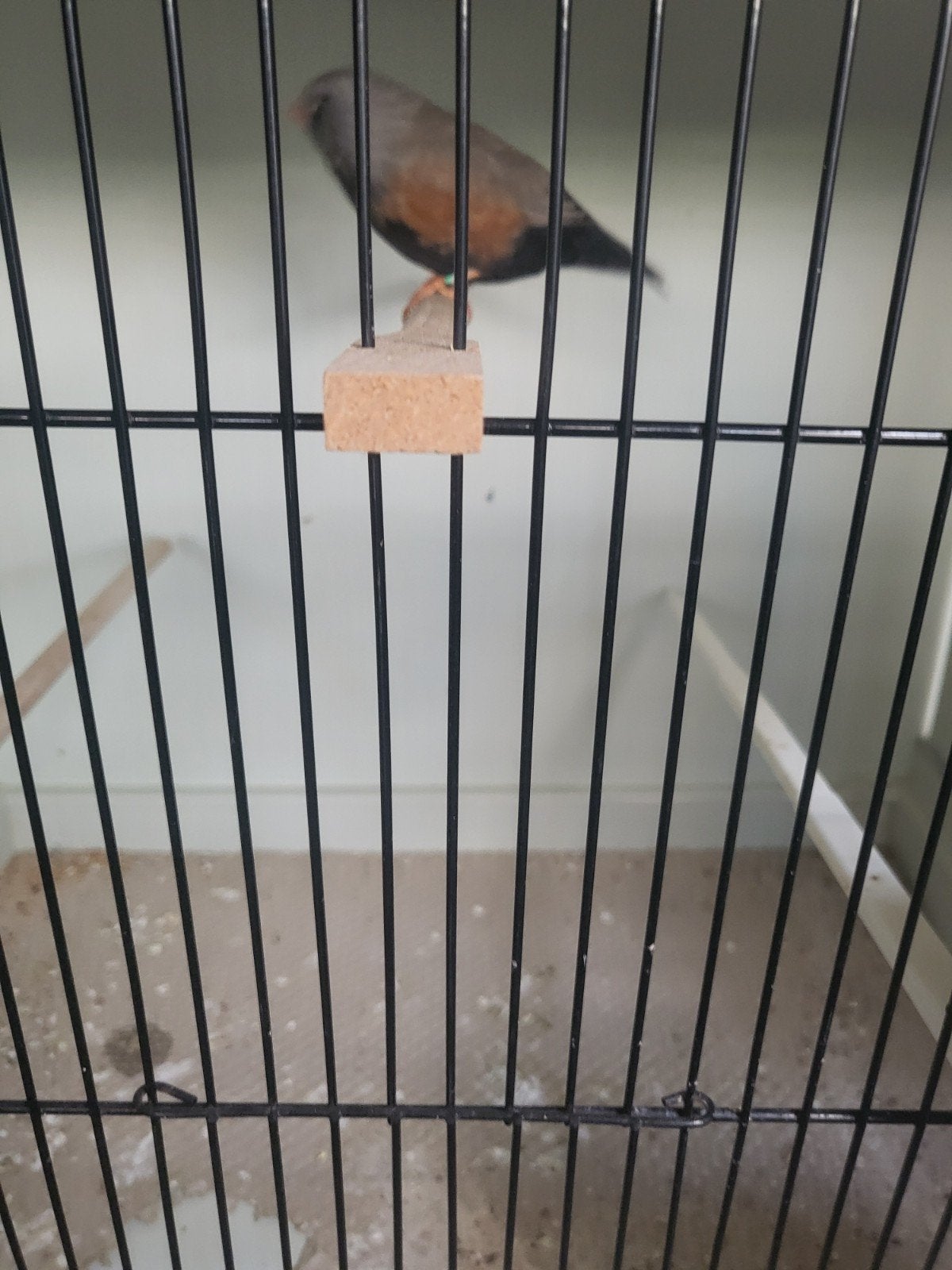 Charcoal split gezocht, Meerdere dieren