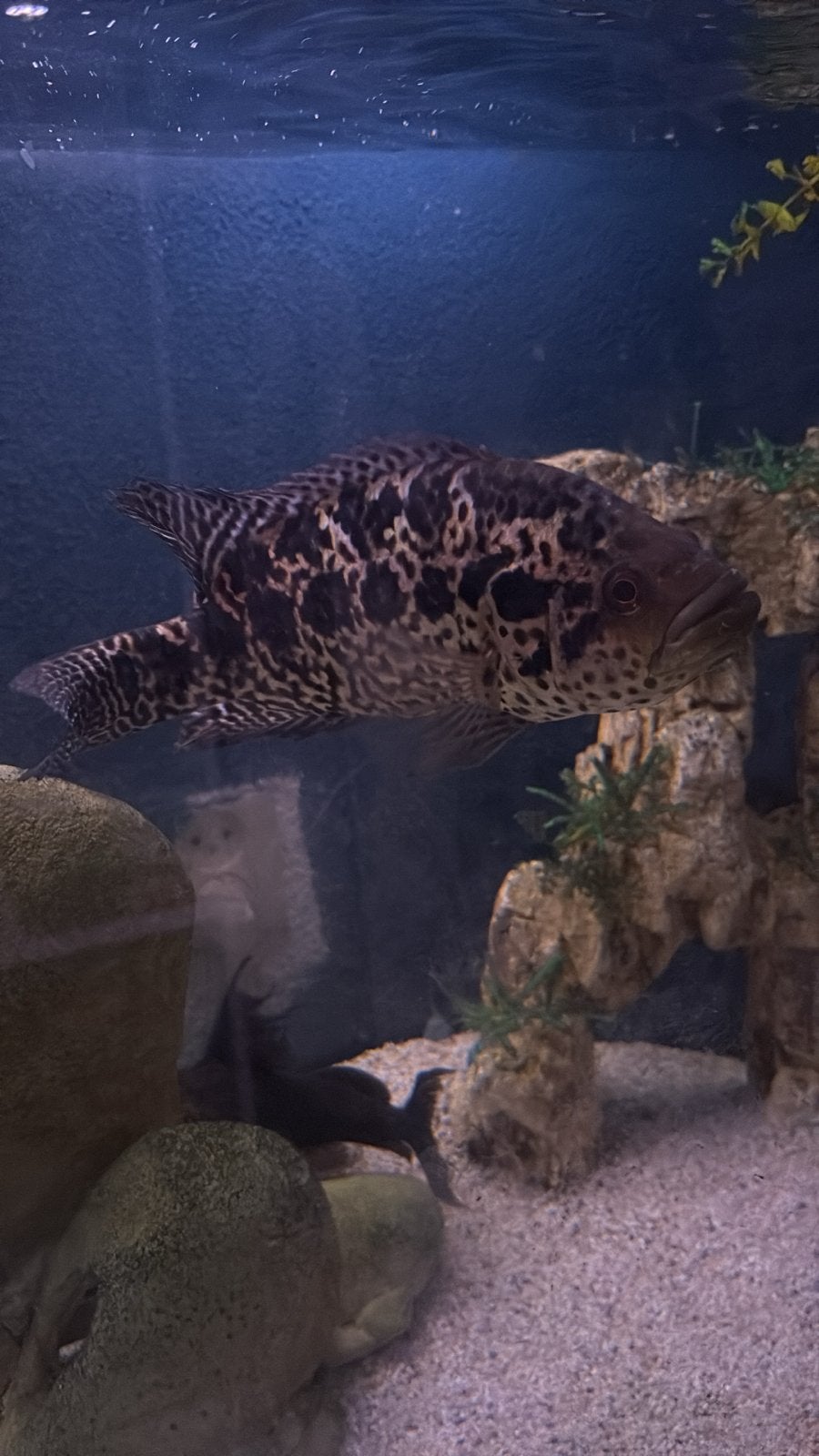 Jaguar cichlide, Dieren en Toebehoren, Vissen | Aquariumvissen