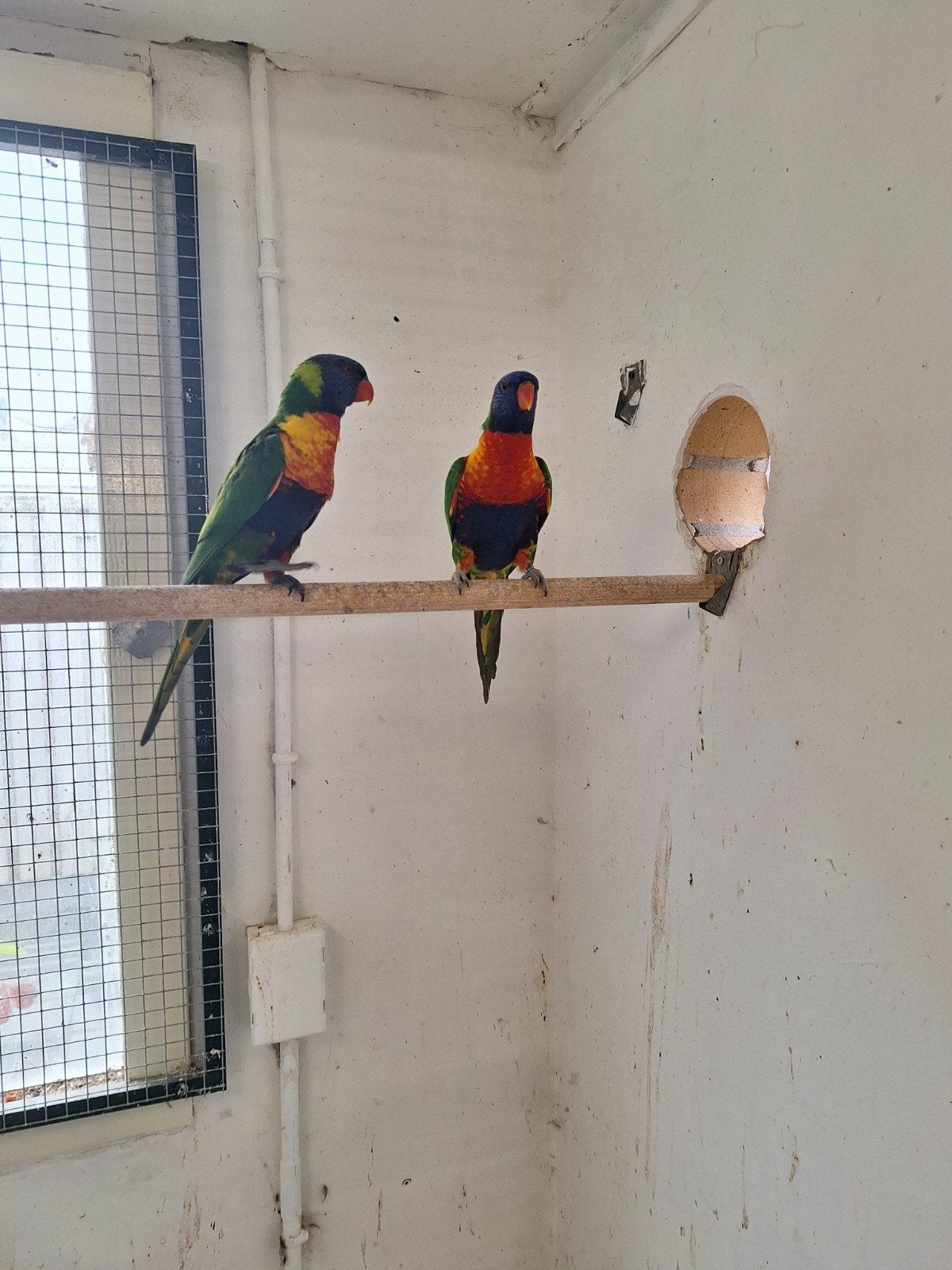 lorri van de blauwe bergen, Dieren en Toebehoren, Meerdere dieren, Papegaai