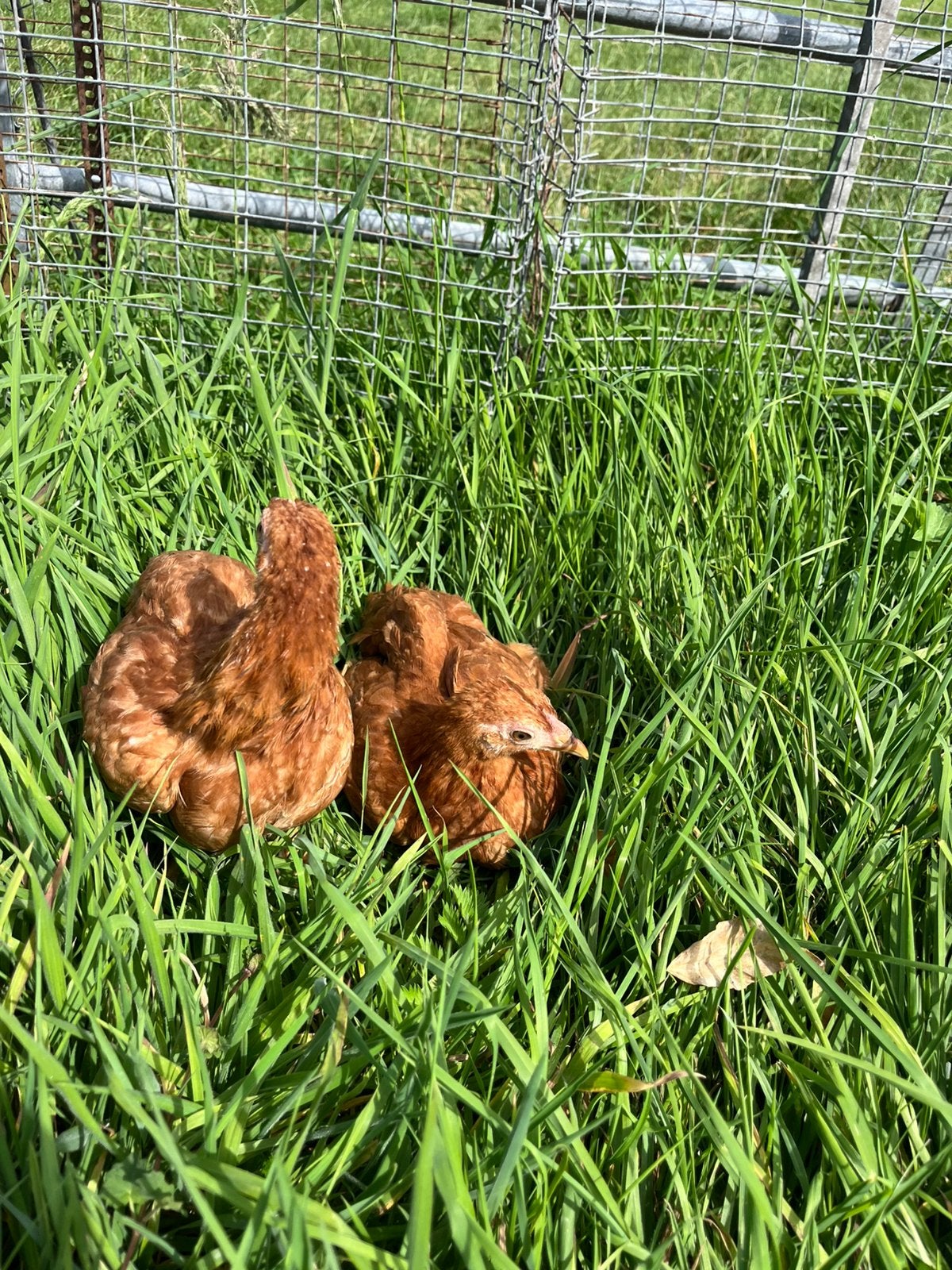 2 mooie Wyandotte hennen met ooker wit genen, Dieren en Toebehoren, Pluimvee, Vrouwelijk, Kip