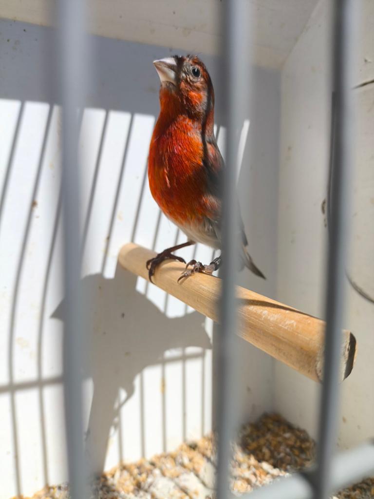 F1 man Kapoetsen sijs X Portugese Harlekijn, Dieren en Toebehoren, Mannelijk