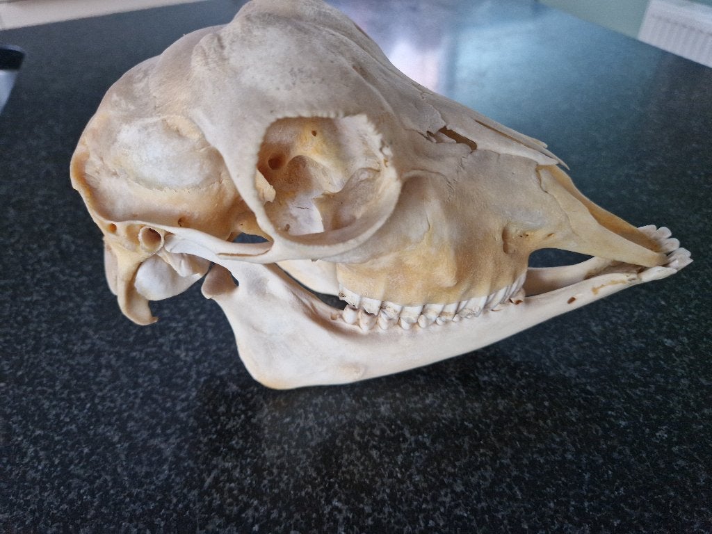 Schedel Reegeit (vermoedelijk) Taxidermie, Verzamelen, Ophalen, Gebruikt, Overige soorten, Schedel