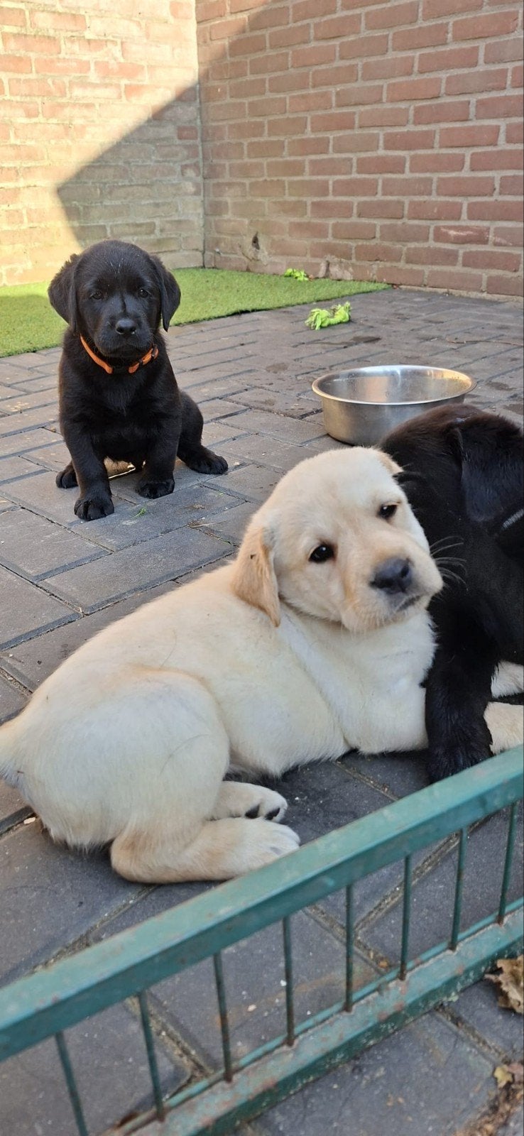 Labradors pups, Dieren en Toebehoren, Honden | Retrievers, Spaniëls en Waterhonden, 8 tot 15 weken, Labrador retriever, Meerdere