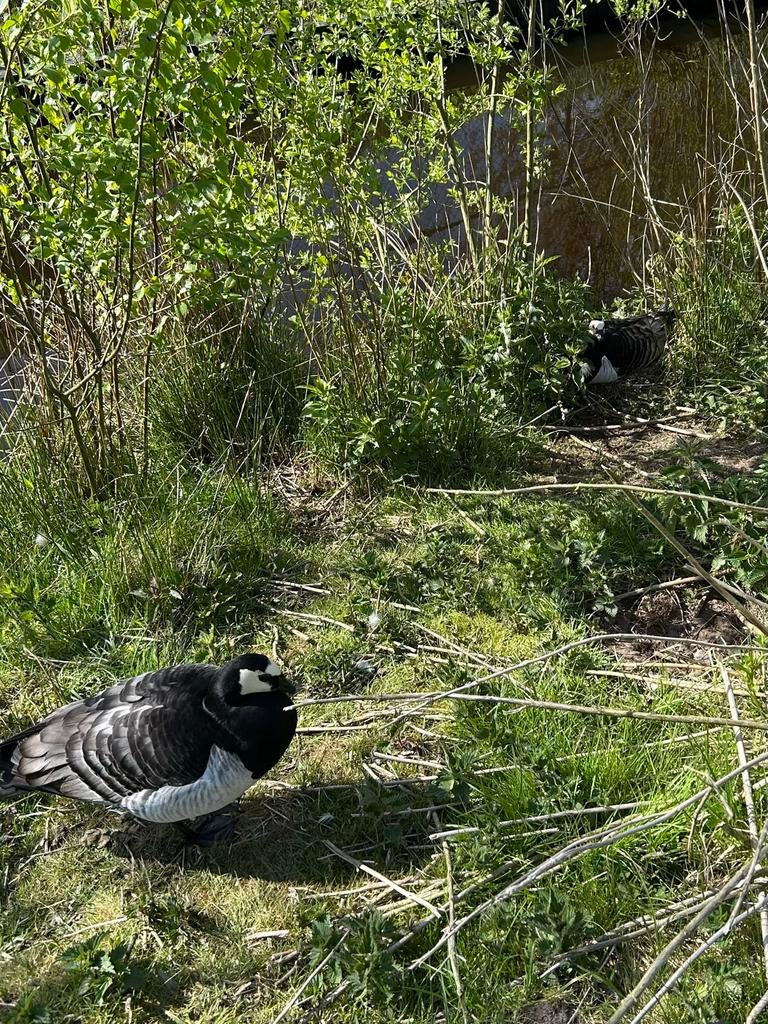Brandganzen, Dieren en Toebehoren, Pluimvee, Geslacht onbekend, Gans of Zwaan