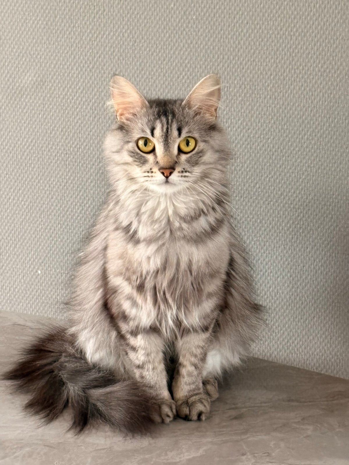 Siberische boskat kittens, Meerdere dieren, Met stamboom, 0 tot 2 jaar