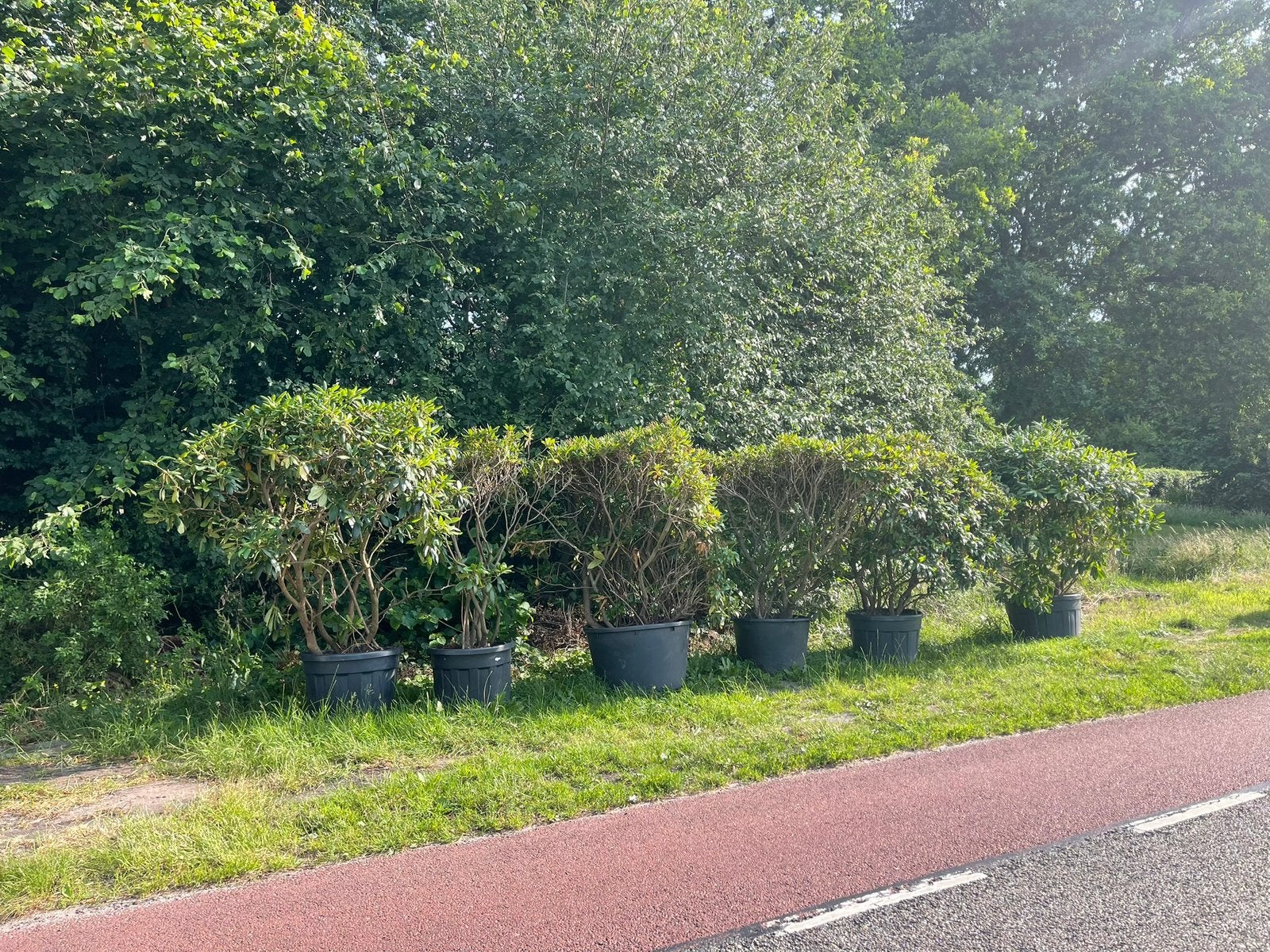 Tekoop aangeboden 6 rhododendrons XXL in pot, Ophalen of Verzenden, Rhododendron, Struik, 100 tot 250 cm