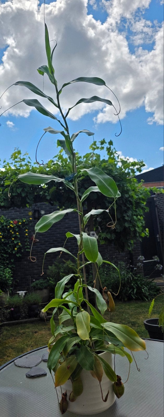 Grote Nepenthes (Bekerplant) - Vleesetende plant, Vaste plant, Bloeit niet, Halfschaduw, Ophalen