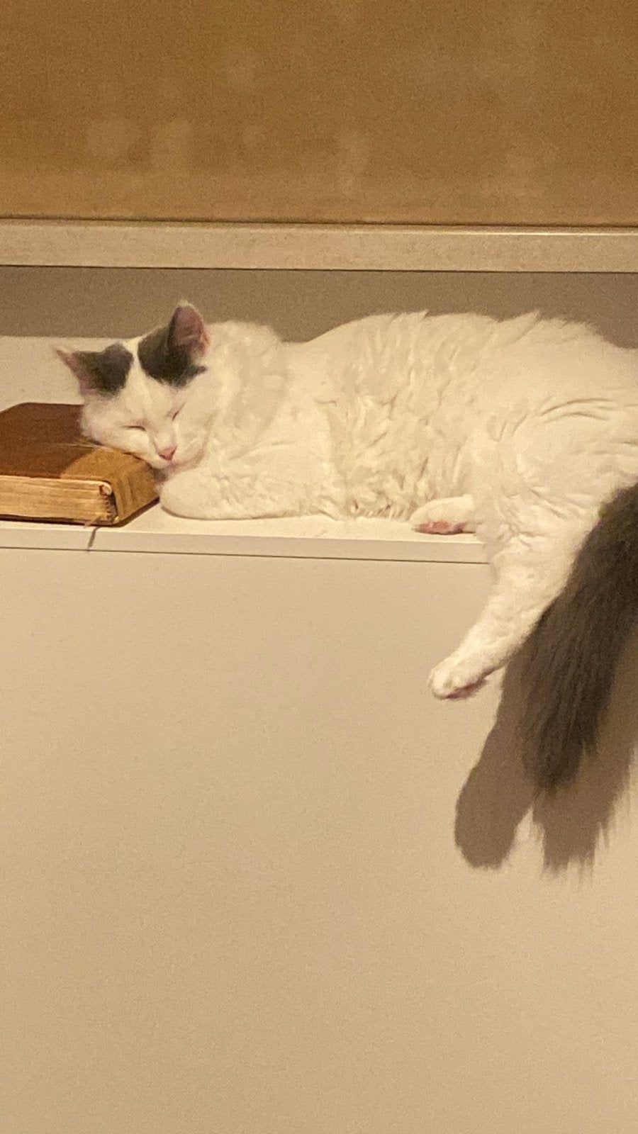 2Super Sociale Ragdoll Mix Katers 9 Maanden Lief & Knuffelig, Kater, Ontwormd, 0 tot 2 jaar