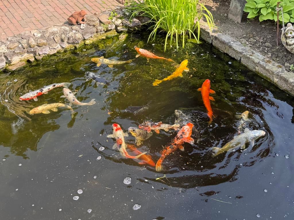 Koi karpers, Karper of Koi