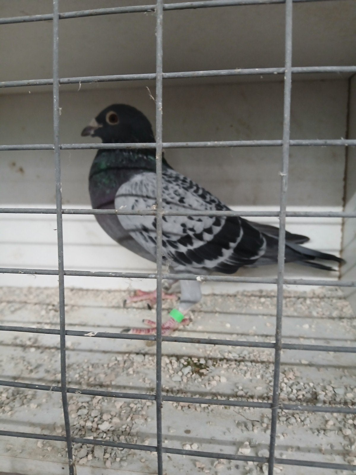 doffer, Dieren en Toebehoren, Mannelijk, Postduif
