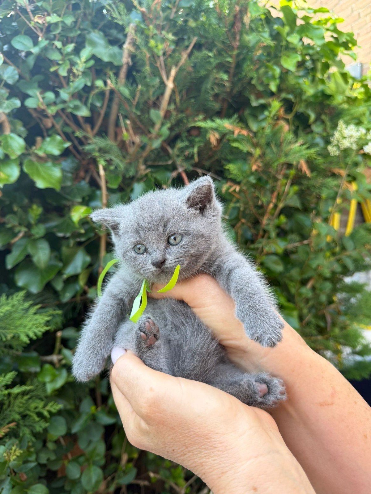 British kitten, Dieren en Toebehoren, Katten en Kittens | Overige Katten, Meerdere dieren