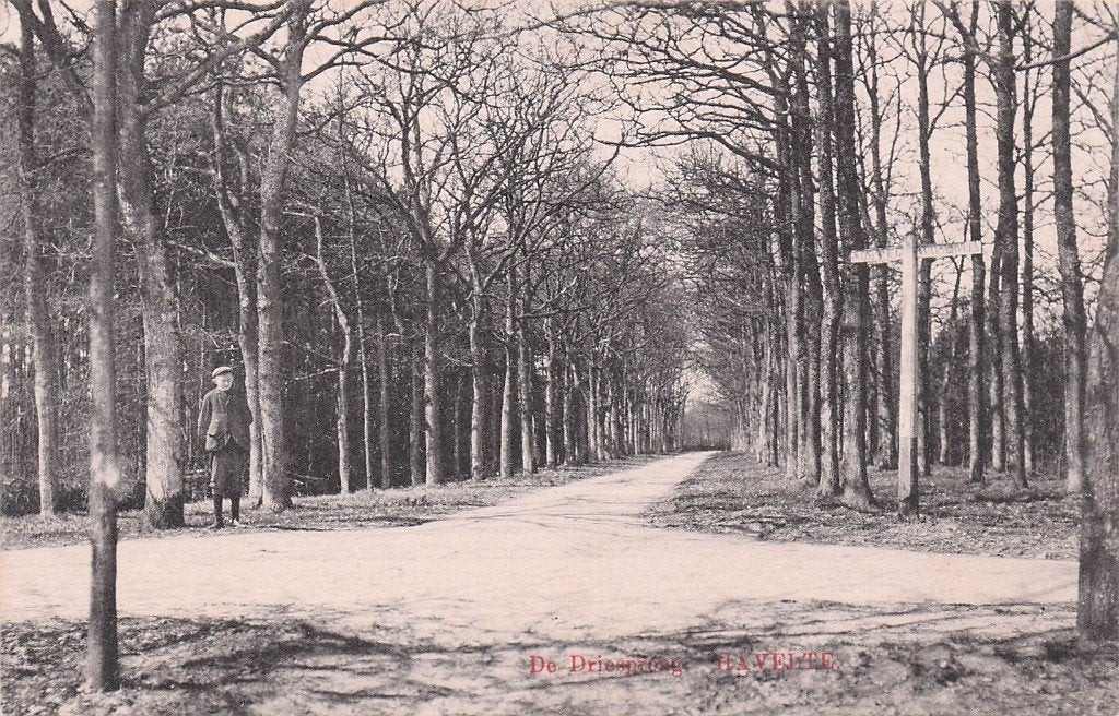 Havelte - De driesporng (in bos) met man (1911), Ophalen of Verzenden, Voor 1920, Gelopen, Drenthe
