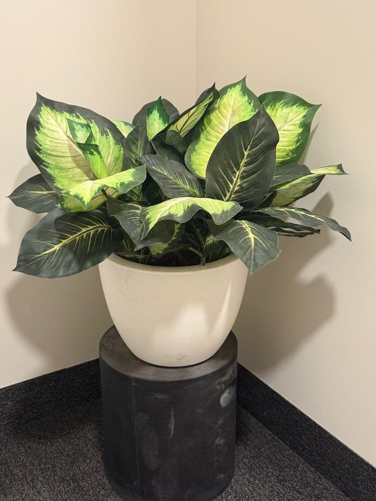Kunstplant Dieffenbachia, Ophalen, Binnen, Groen, 70 cm