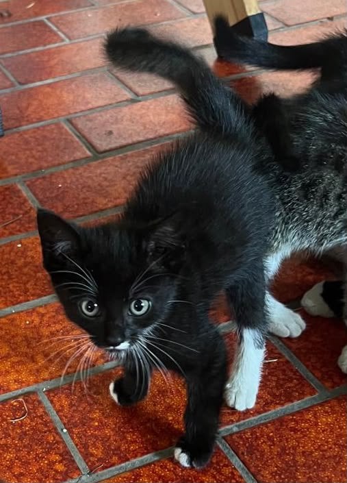 Boerderij kitten, Meerdere dieren