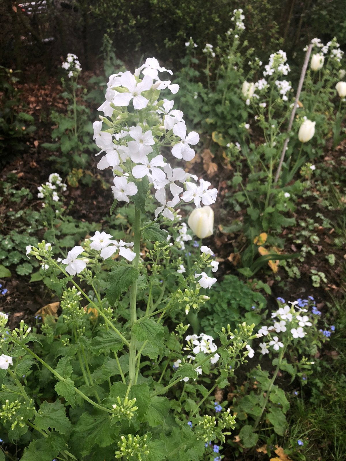 Judaspenning, Tuin en Terras, Ophalen of Verzenden, Gehele jaar, Halfschaduw, Zaad