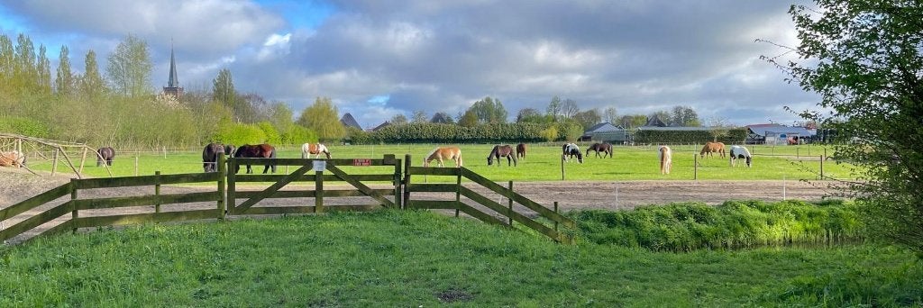 Paddock Paradise, Dieren en Toebehoren, Weidegang, 1 paard of pony