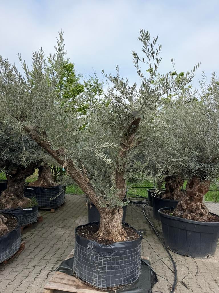 Olea europaea 250-300 Solitair, 100 tot 250 cm, Olijfboom, Zomer, Ophalen