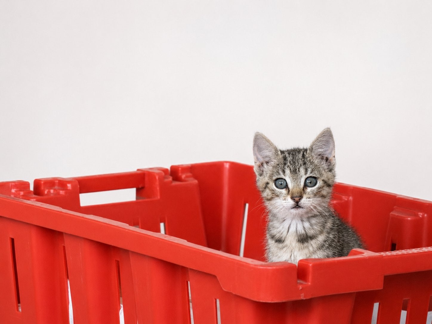 Nestje kittens, Meerdere dieren