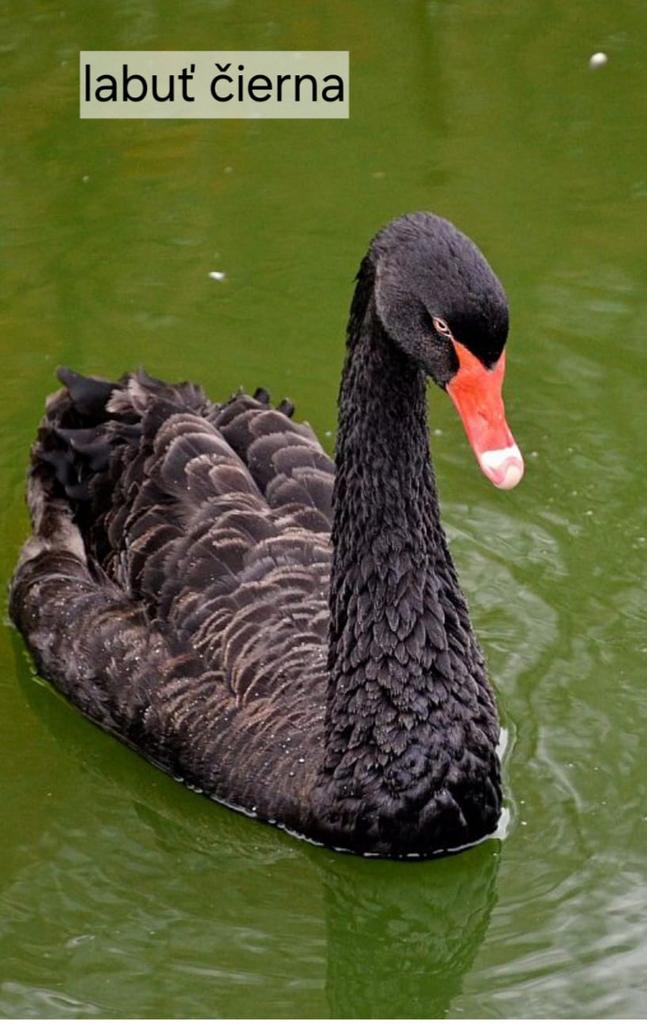 Gezocht voor export : zwanen,pauwen ,sierganzen, Dieren en Toebehoren, Pluimvee, Meerdere dieren, Overige soorten