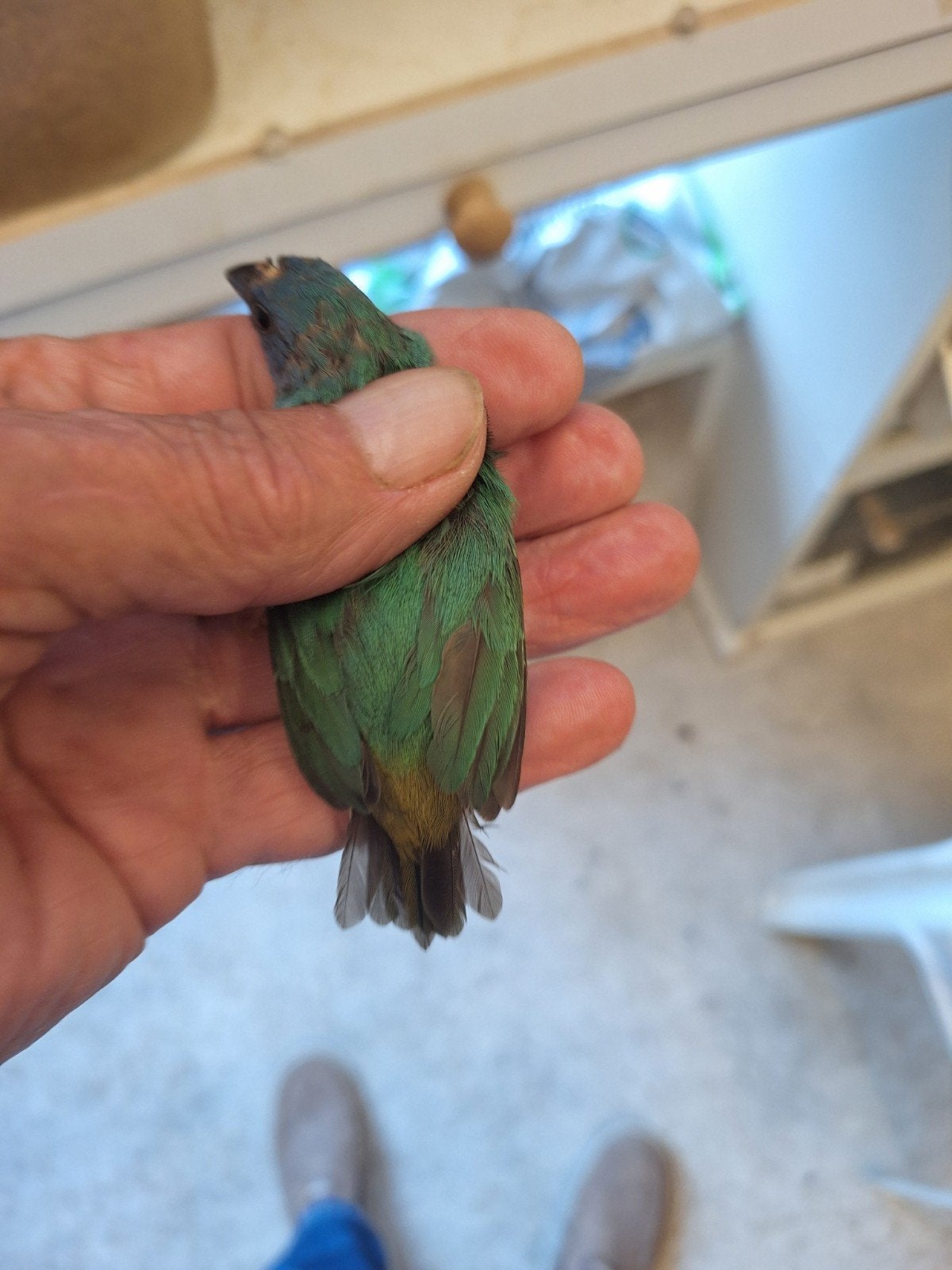 forbes  zeegroen en split, Meerdere dieren, Tropenvogel, Geringd