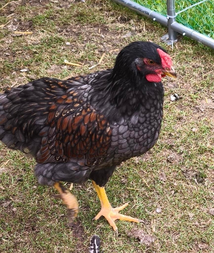 Jonge Barnevelder haan, Dieren en Toebehoren, Mannelijk, Kip