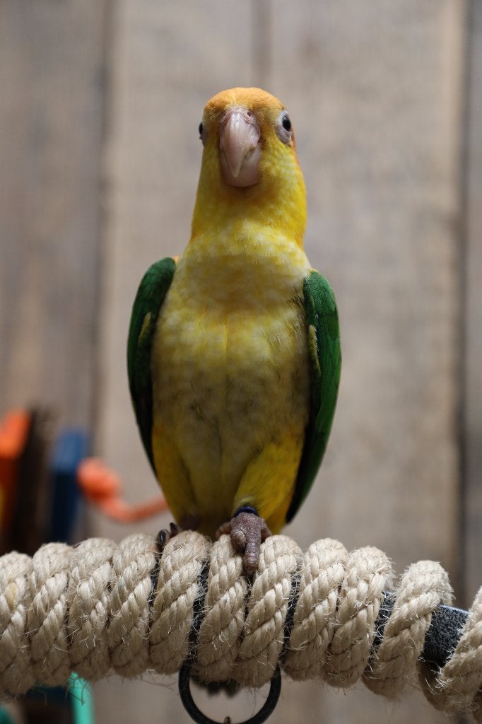 Jonge Baby Roestkop Caique´s | getest | Speels | Handtam, Meerdere dieren, Papegaai, Pratend