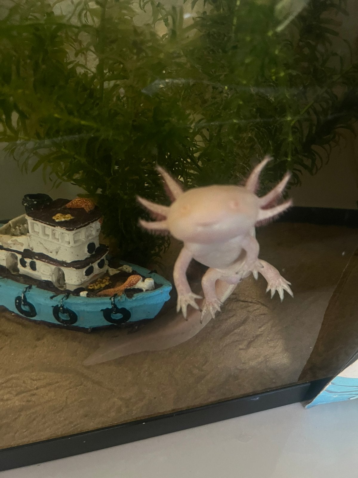 Albino axlotl, 3 tot 6 jaar
