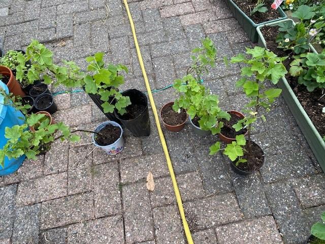 rode bes planten stekken, Tuin en Terras, Ophalen, Vaste plant, Fruitplanten, Volle zon