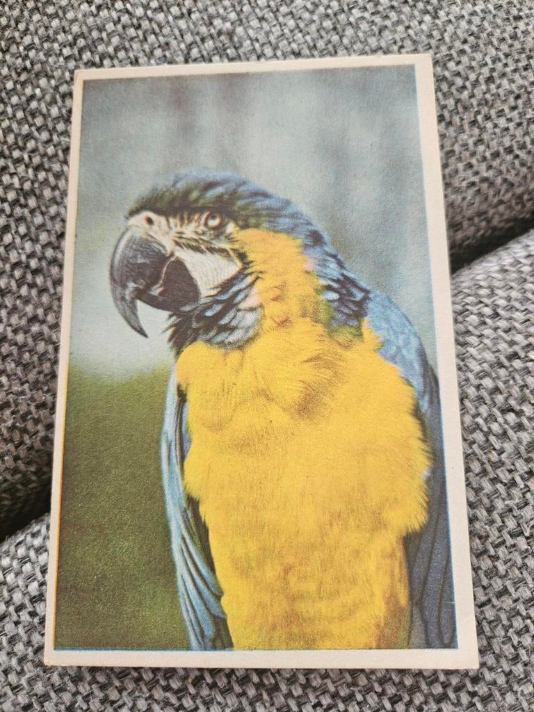 Ansichtkaart met papegaai, Ophalen of Verzenden