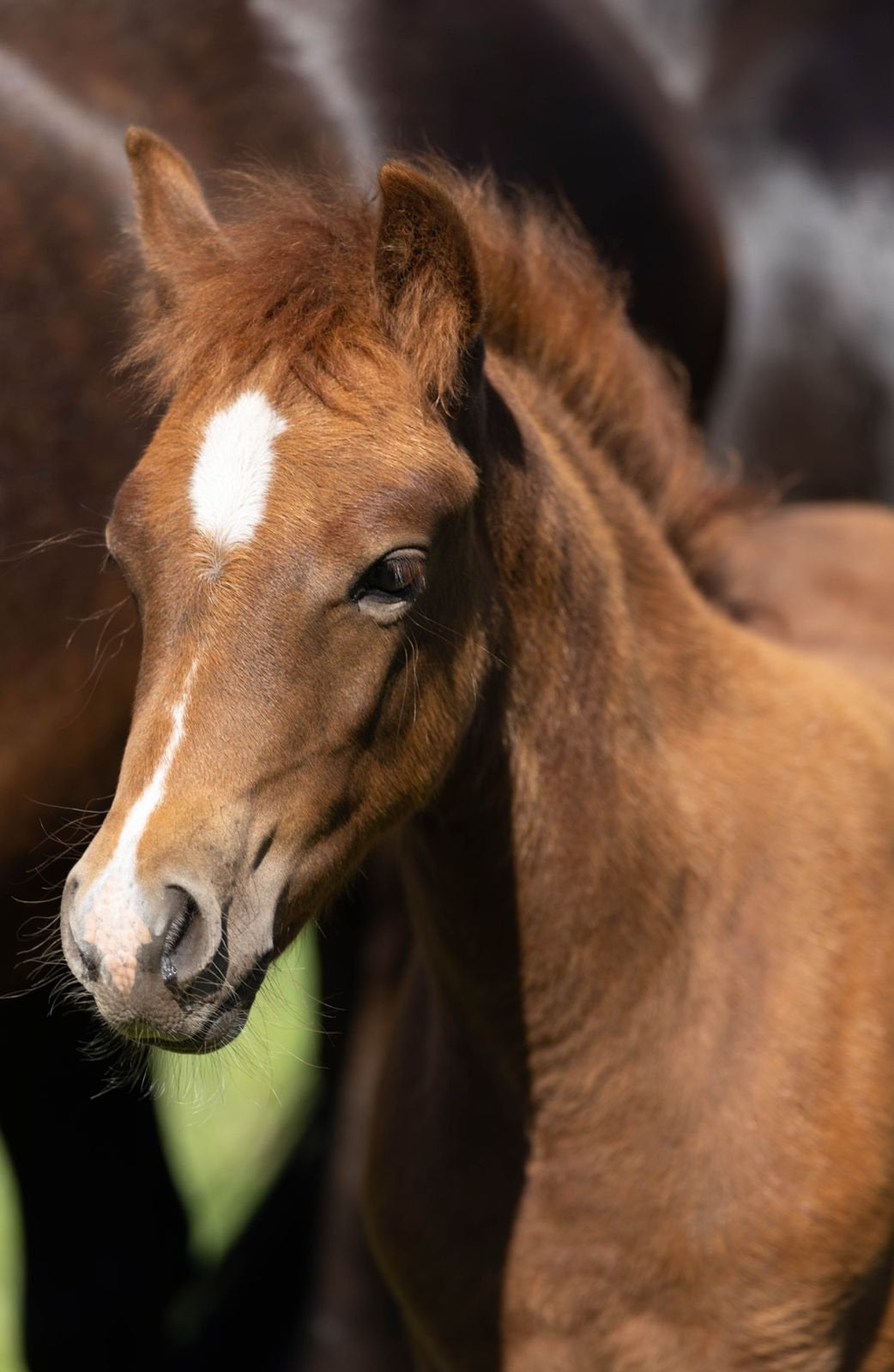 Wpbr merrie veulen, Dieren en Toebehoren, Pony's, Merrie, Met stamboom, Dressuurpony, Niet van toepassing