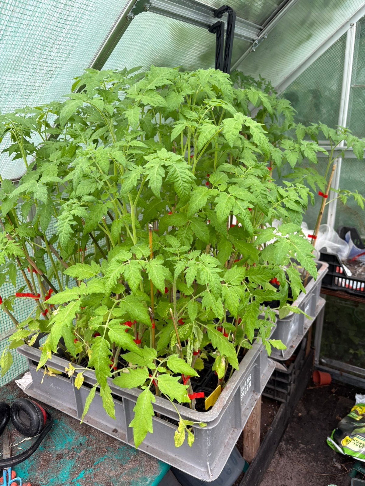 Tomaten planten, soort moneymaker, Ophalen of Verzenden, Eenjarig, Groenteplanten, Volle zon