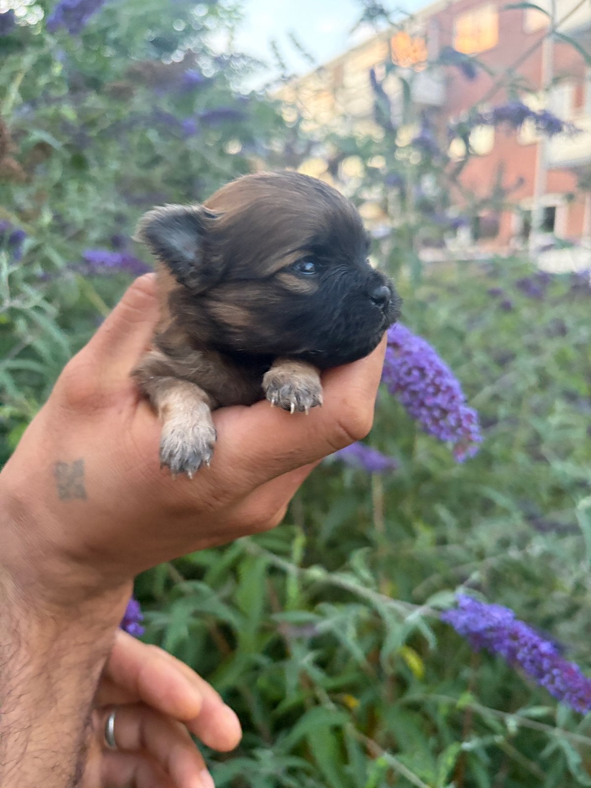 Chihuahua pup langharig, Dieren en Toebehoren, Honden | Chihuahua's en Gezelschapshonden, Parvo, Reu, 8 tot 15 weken, Meerdere