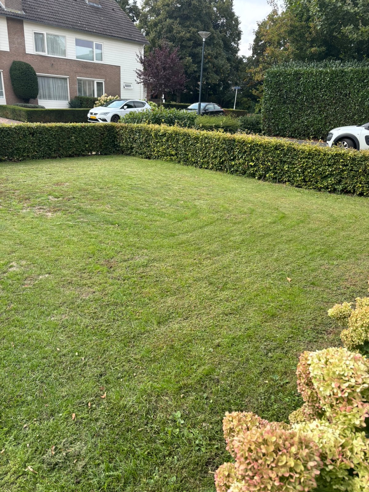 Gratis graszoden, Ophalen, Zo goed als nieuw, 20 m² of meer