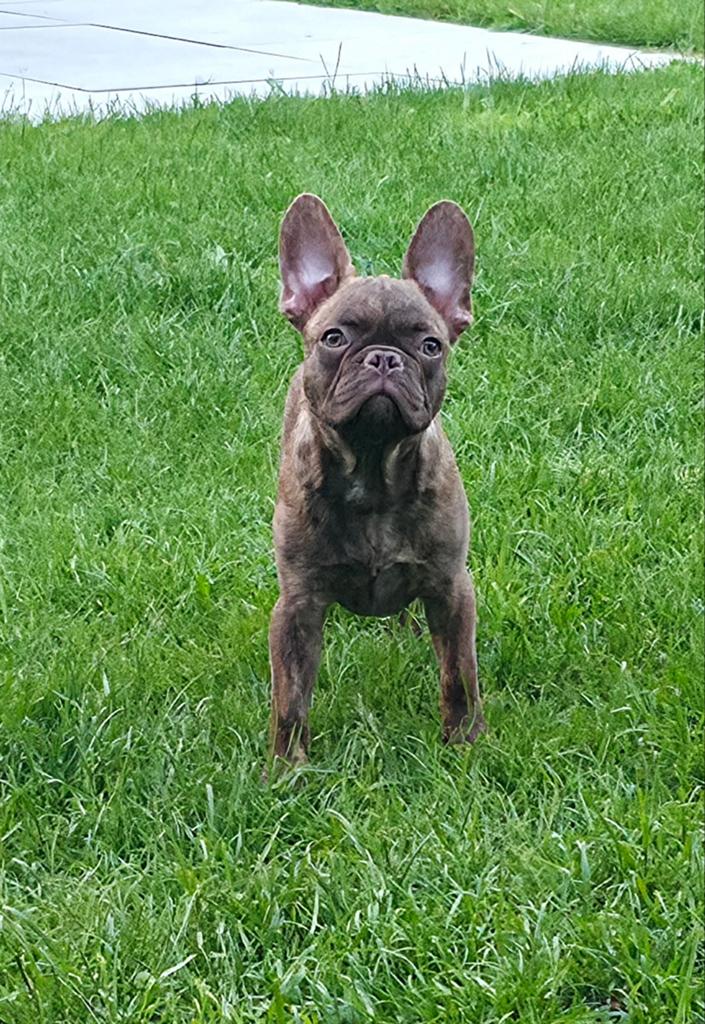 💙 Super stoere X franse bulldog reu pup choco brindl 💙, Dieren en Toebehoren, Honden | Bulldogs, Pinschers en Molossers, Parvo
